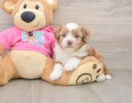 5 week old Saussie Puppy For Sale - Simply Southern Pups