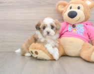 5 week old Saussie Puppy For Sale - Simply Southern Pups