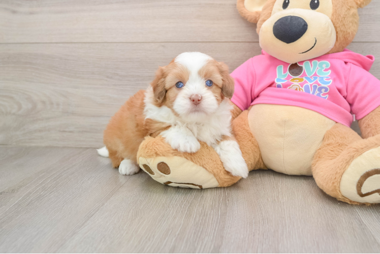 Saussie Pup Being Cute