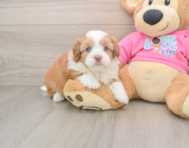 5 week old Saussie Puppy For Sale - Simply Southern Pups
