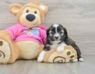 6 week old Saussie Puppy For Sale - Simply Southern Pups
