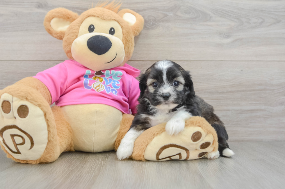 6 week old Saussie Puppy For Sale - Simply Southern Pups