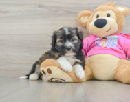 6 week old Saussie Puppy For Sale - Simply Southern Pups
