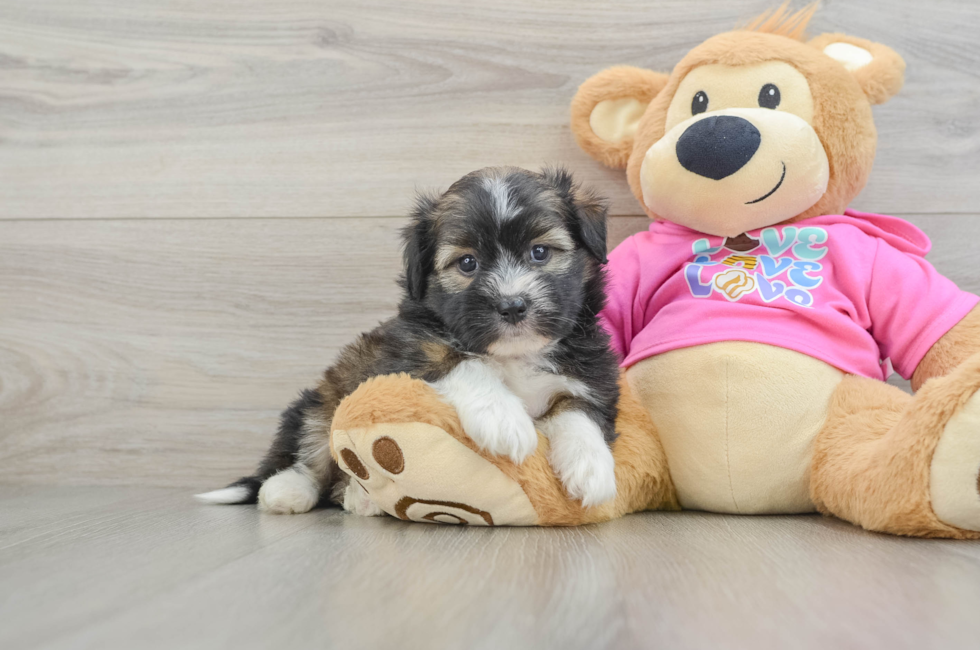 6 week old Saussie Puppy For Sale - Simply Southern Pups
