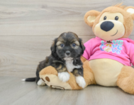 6 week old Saussie Puppy For Sale - Simply Southern Pups