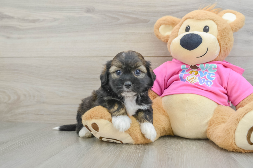 6 week old Saussie Puppy For Sale - Simply Southern Pups