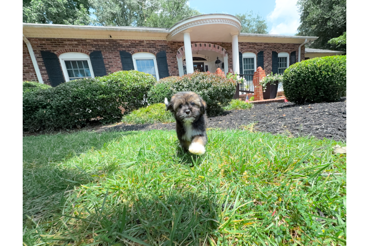 Cute Ausstzu Designer Puppy