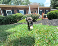 9 week old Saussie Puppy For Sale - Simply Southern Pups