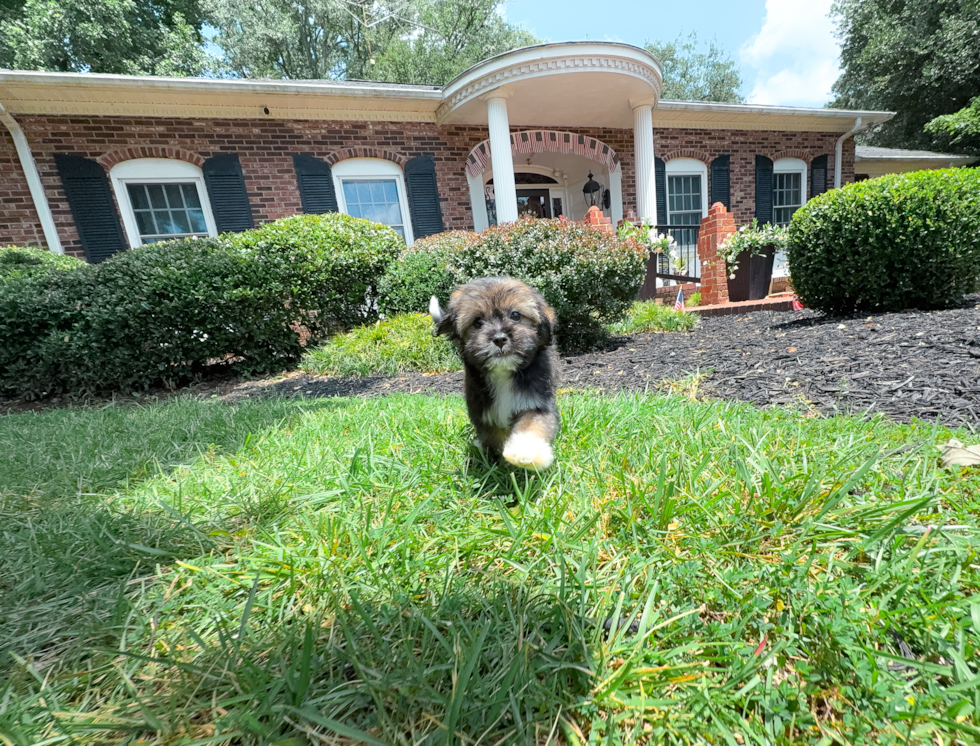 Cute Ausstzu Designer Puppy