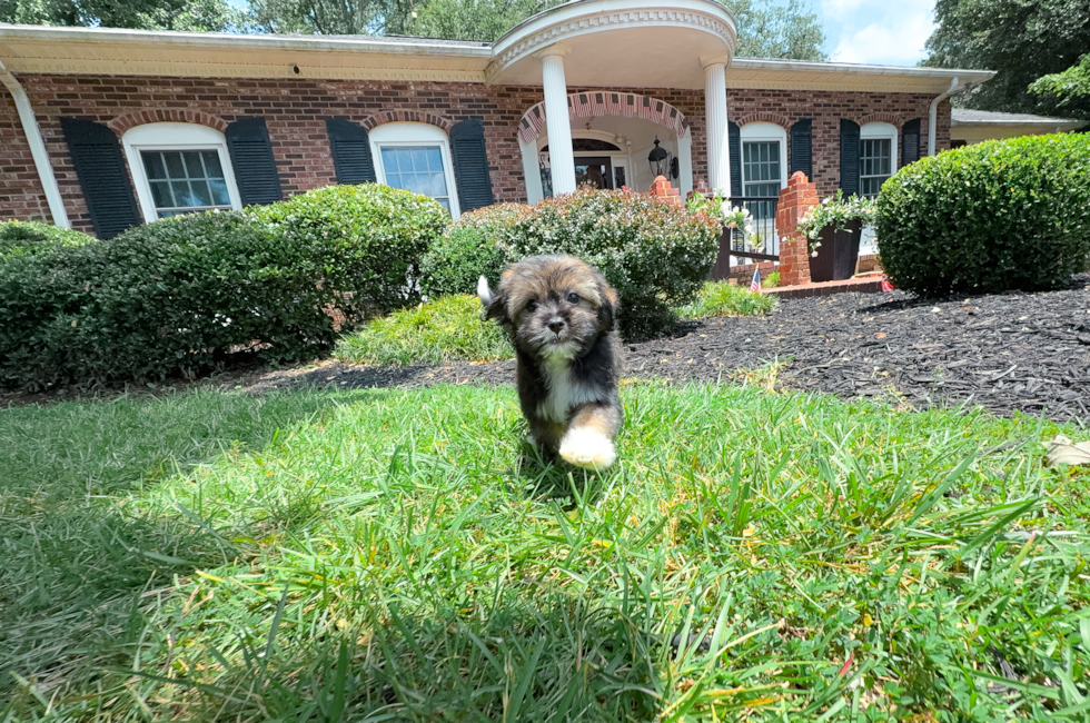 9 week old Saussie Puppy For Sale - Simply Southern Pups