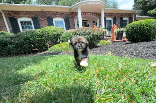 Cute Ausstzu Designer Puppy
