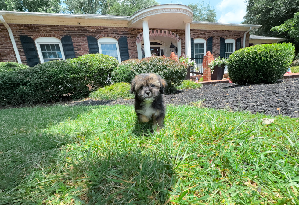 Saussie Pup Being Cute