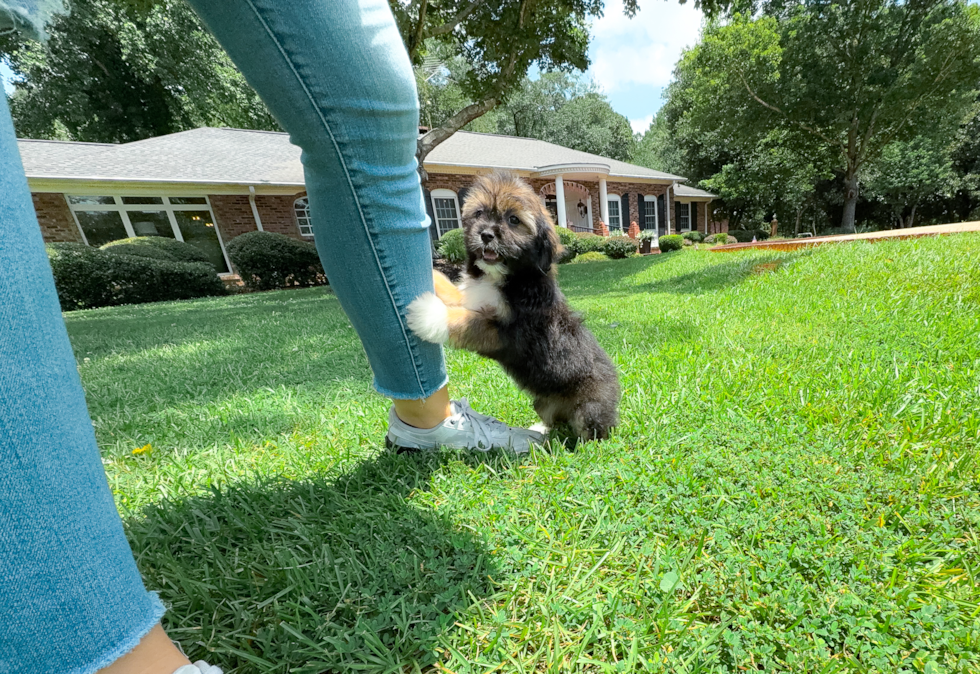 Cute Ausstzu Designer Puppy
