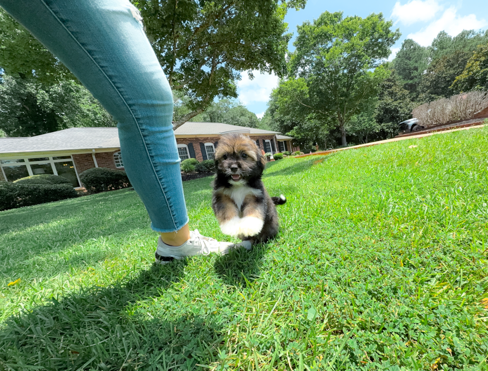 Saussie Puppy for Adoption
