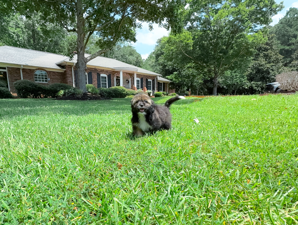 Cute Saussie Designer Pup