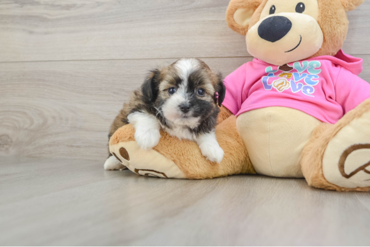 Cute Ausstzu Designer Puppy