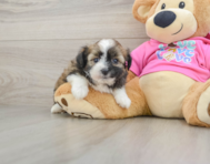 6 week old Saussie Puppy For Sale - Simply Southern Pups