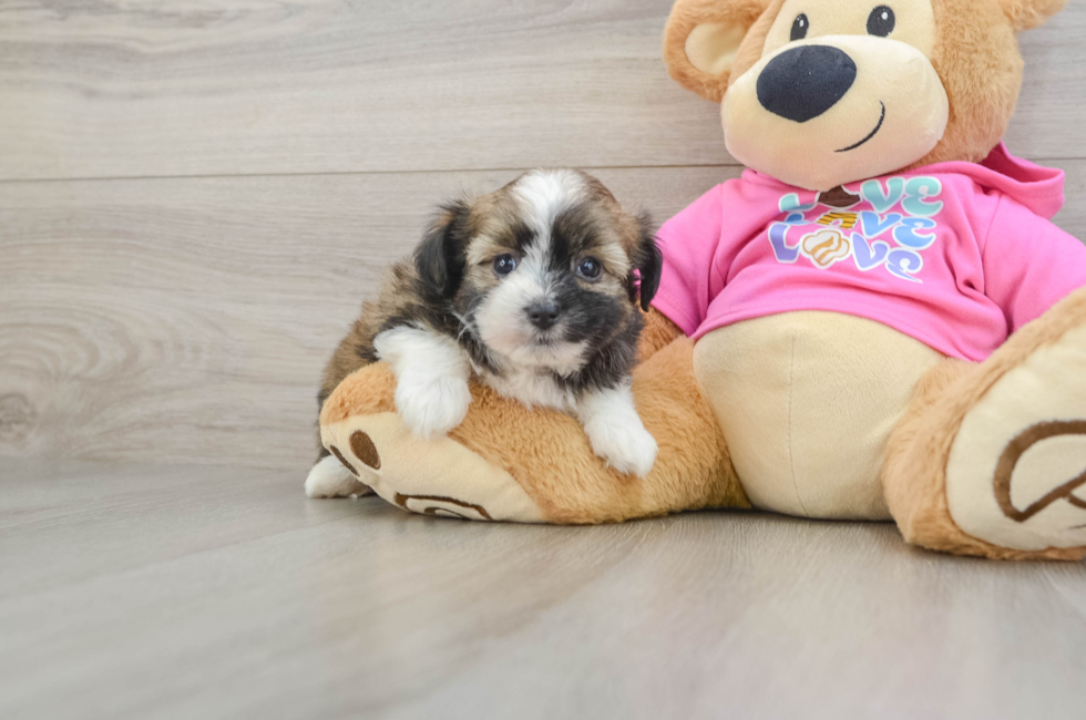 6 week old Saussie Puppy For Sale - Simply Southern Pups