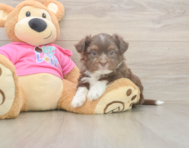 5 week old Saussie Puppy For Sale - Simply Southern Pups