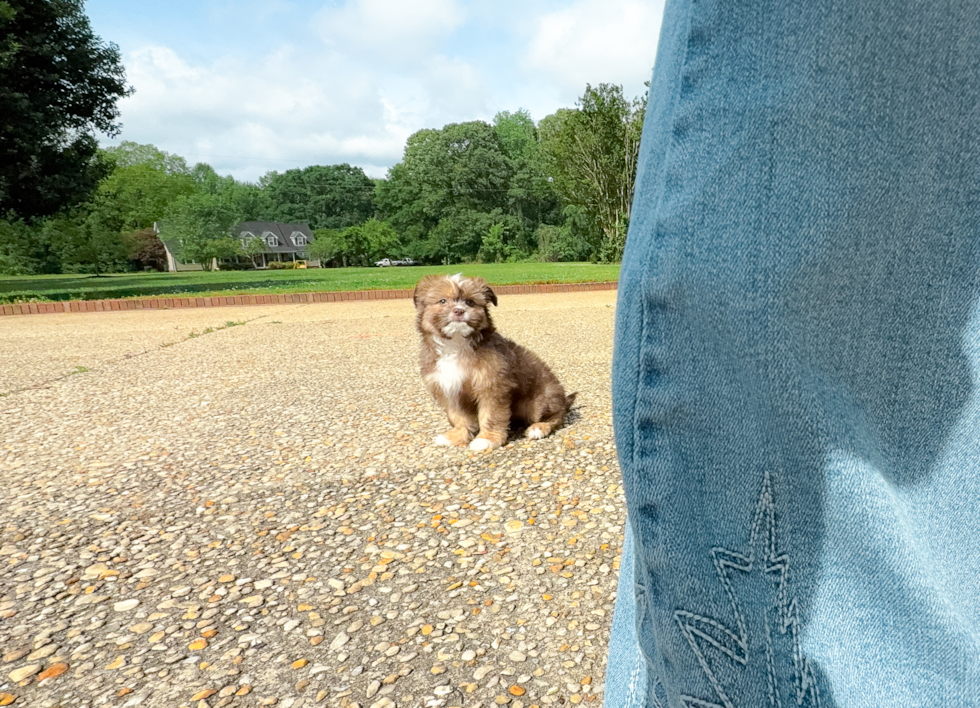 Saussie Pup Being Cute