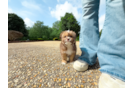 Cute Saussie Designer Pup