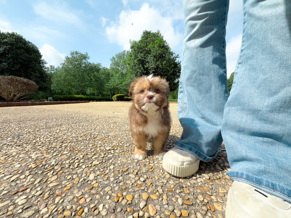 Cute Saussie Designer Pup