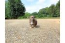 Cute Saussie Designer Pup