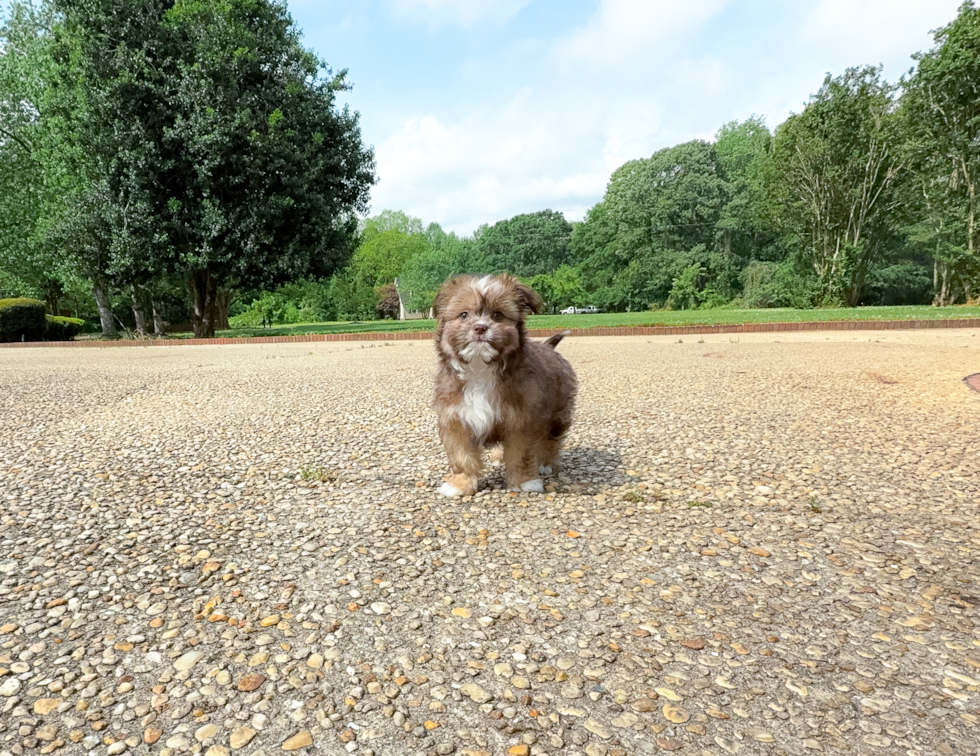 Cute Saussie Designer Pup