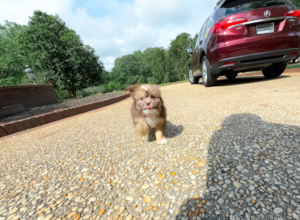 Saussie Pup Being Cute