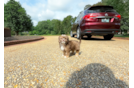 Saussie Puppy for Adoption