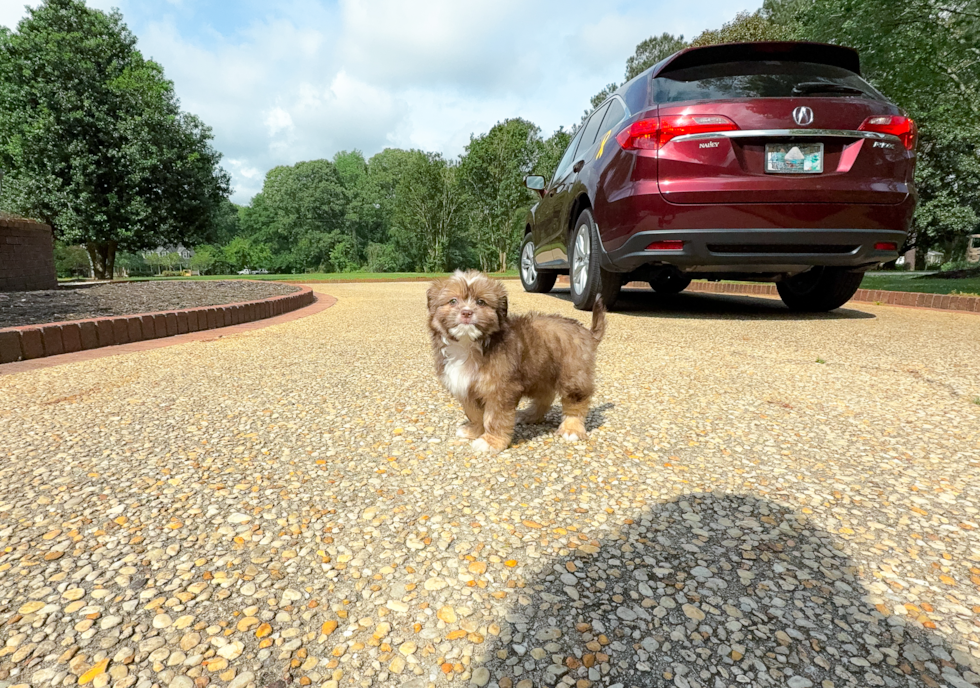 Saussie Puppy for Adoption