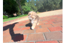 Saussie Puppy for Adoption