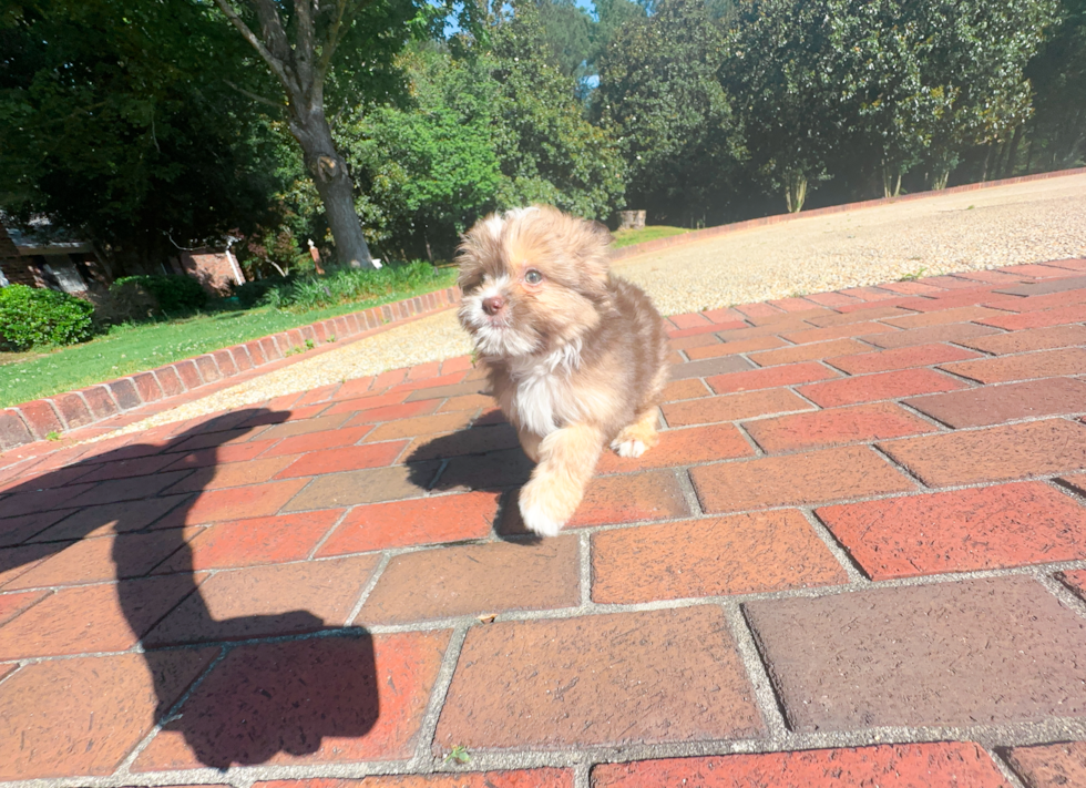 Saussie Puppy for Adoption