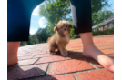 Best Saussie Baby