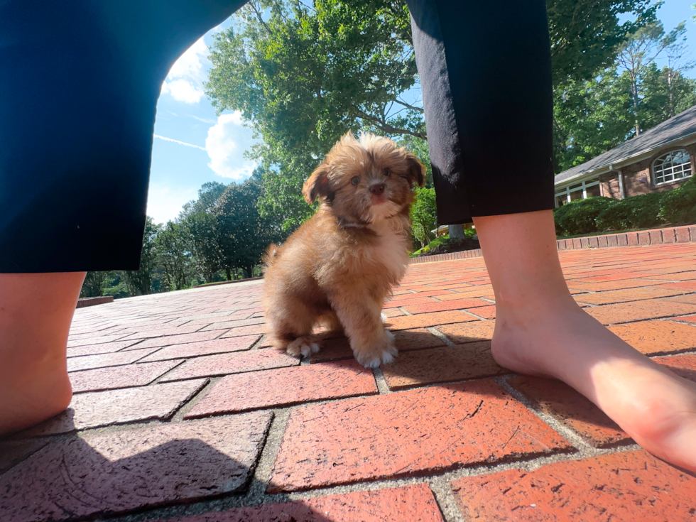 Best Saussie Baby