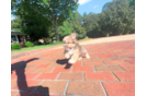 Cute Saussie Designer Pup