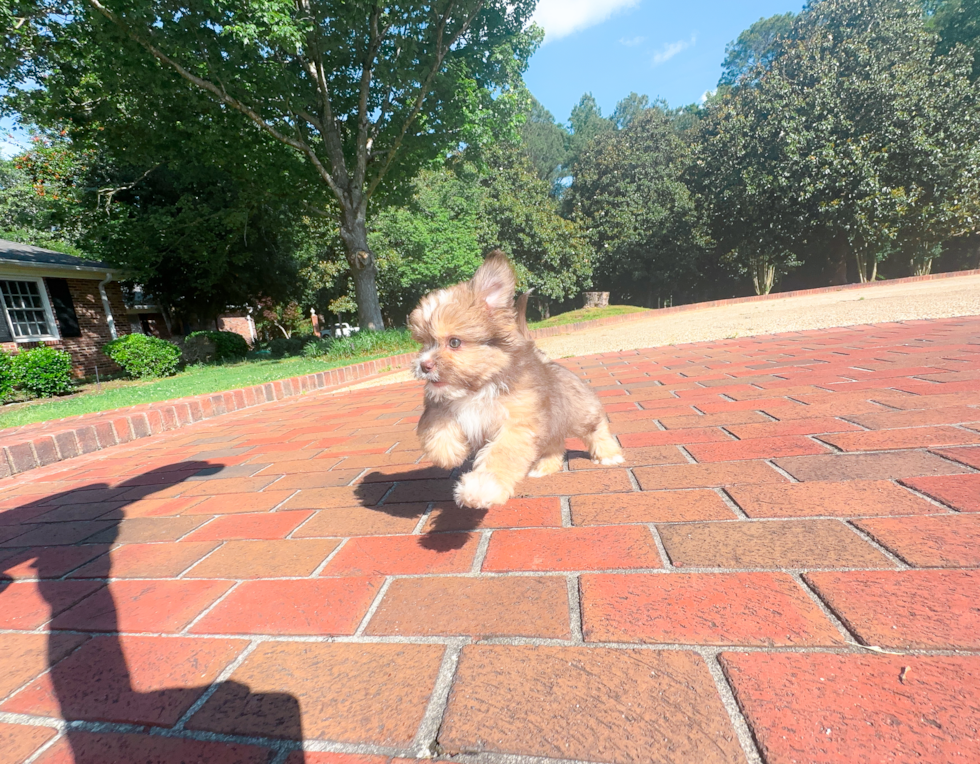 Cute Saussie Designer Pup
