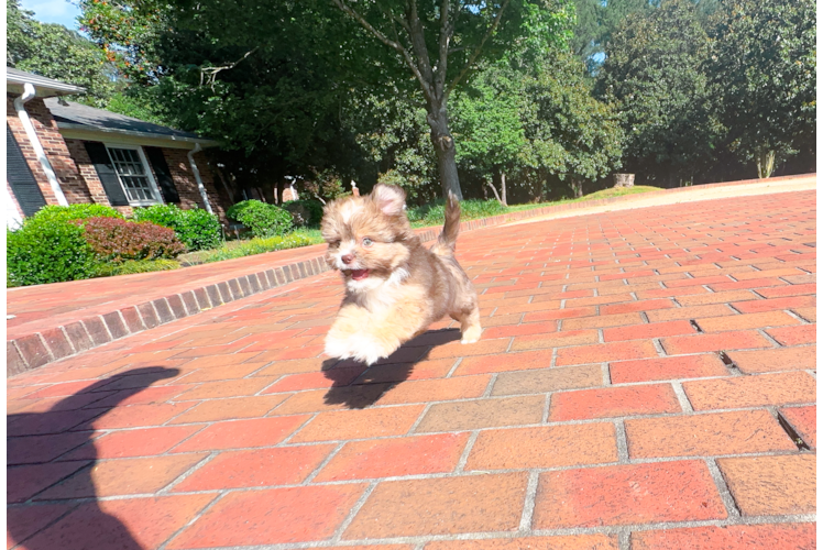 Cute Saussie Designer Pup