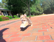 12 week old Saussie Puppy For Sale - Simply Southern Pups