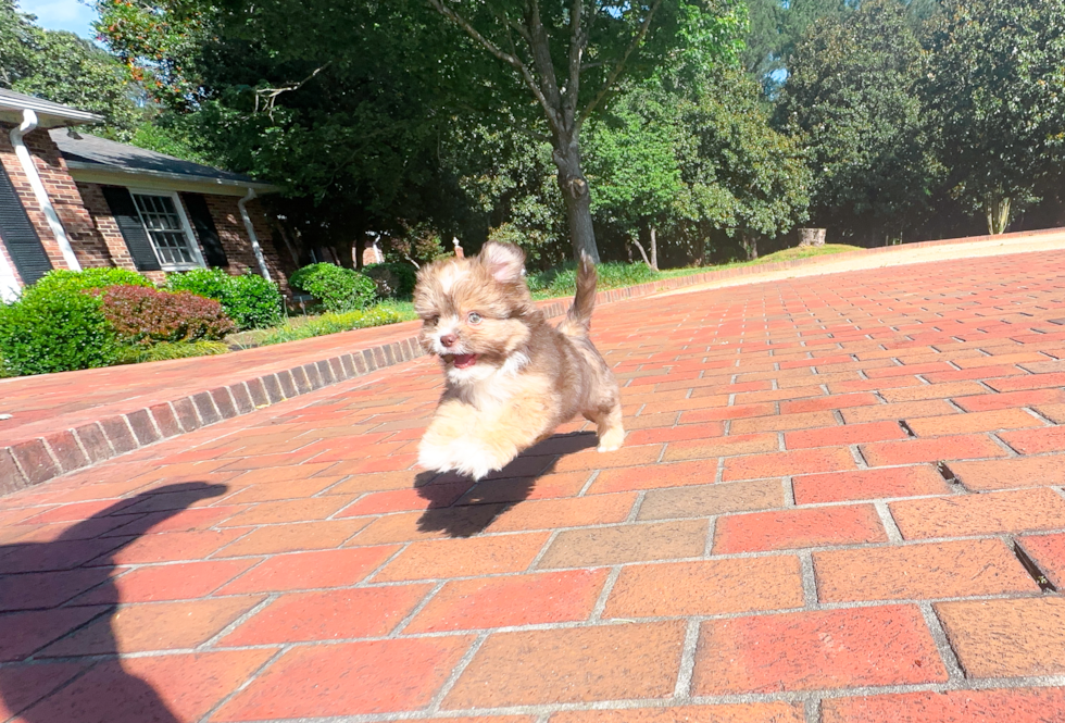 Cute Saussie Designer Pup