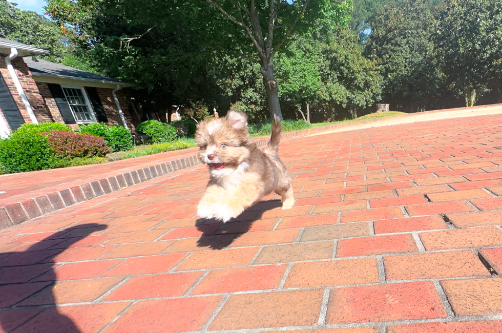 12 week old Saussie Puppy For Sale - Simply Southern Pups