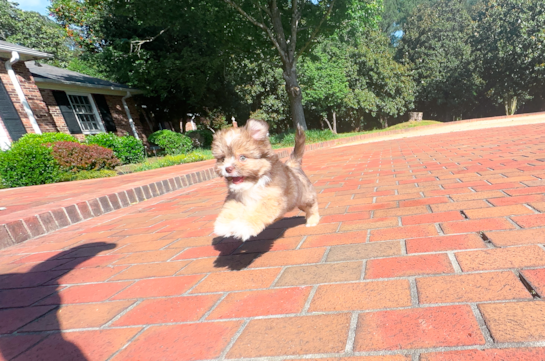 Cute Saussie Designer Pup