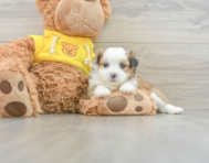 6 week old Saussie Puppy For Sale - Simply Southern Pups