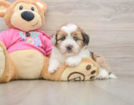 5 week old Saussie Puppy For Sale - Simply Southern Pups