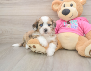 5 week old Saussie Puppy For Sale - Simply Southern Pups