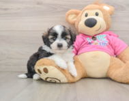 5 week old Saussie Puppy For Sale - Simply Southern Pups