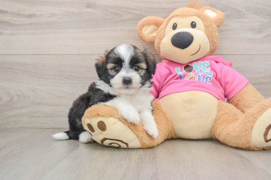 Cute Saussie Baby