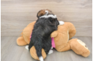 Cute Saussie Designer Pup