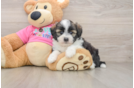 Cute Saussie Baby