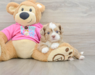 8 week old Saussie Puppy For Sale - Simply Southern Pups
